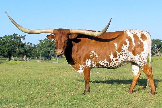 Texas Longhorn cow Sequntial Stars